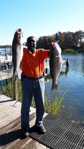 Two striped bass caught while fishing in SC