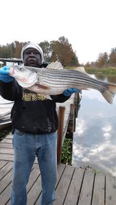Striped bass caught at Cross Street