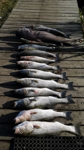 5 striped bass caught at Cross Street location