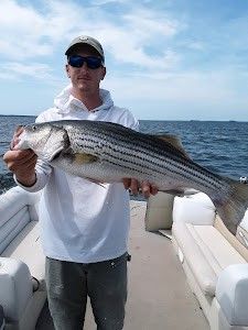 Striped bass caught by fisherman in South Carolina