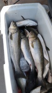 Three striped bass caught at Cross Street location