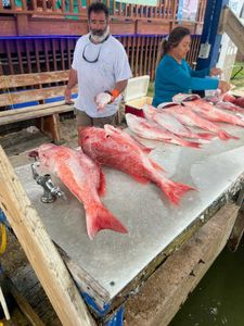 Cast, catch, conquer: Redfish triumphs!