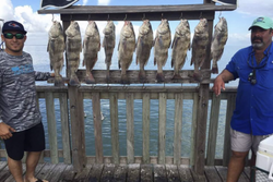9 black drum fish caught while fishing in TX