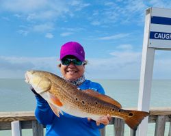Redfish caught in TX while fishing