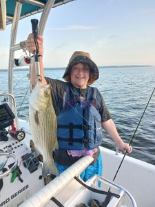 Hybrid striped bass
