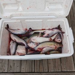 Cooler stacked with hefty catfish
