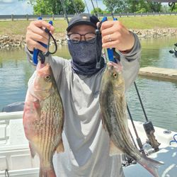 Fish-Species