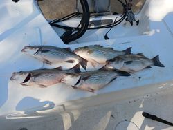 Five striped bass, wiper, and white bass caught in TX
