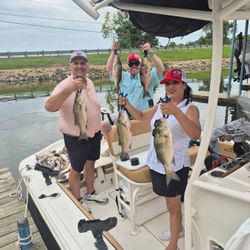 4 wiper hybrid striped bass fish caught in Willis location
