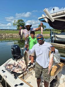 Striped bass caught by three anglers in Willis