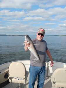 Blue Catfish caught by angler in Willis