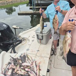 Four striped bass and hardhead sea catfish caught in Willis