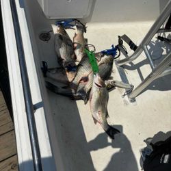 Two fishermen enjoy a day of fishing in Willis