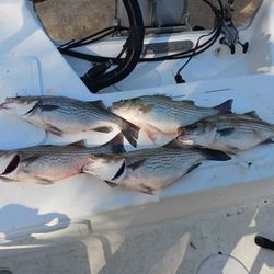 Five striped bass and wiper fish caught at Willis location during fishing trip