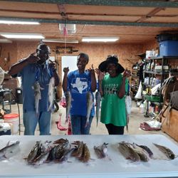 5 hardhead sea catfish caught while fishing in Willis