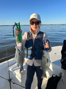 Two wiper (hybrid striped bass) and striped bass fish caught in Willis
