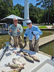Four wiper and striped bass caught by two anglers in Willis