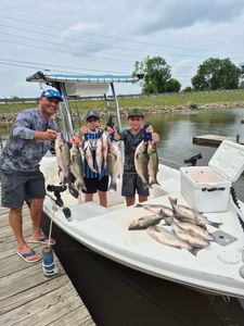 A group of 5 striped bass and wiper (hybrid striped bass) fish caught by 3 people fishing in Willis