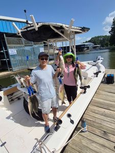 Two striped bass and wiper (hybrid striped bass) fish caught in TX