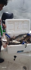 Redfish caught in Willis