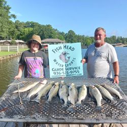 Six wiper, striped bass, and white bass caught in Willis