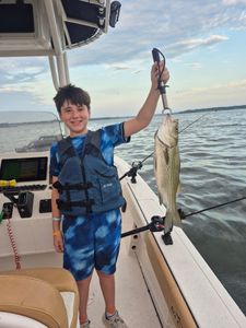Striped bass caught while fishing in TX