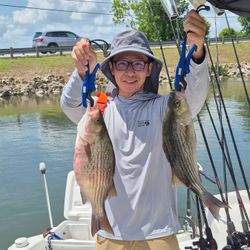 Two striped bass and wiper (hybrid striped bass) fish caught in Willis