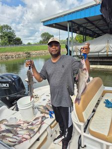 Two white catfish and hardhead sea catfish, fishing in Texas