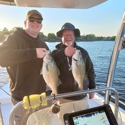 Two striped bass and wiper (hybrid striped bass) fish caught in TX