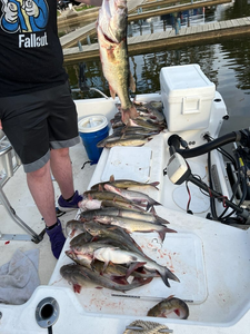 Three Atlantic Needlefish caught while fishing in TX