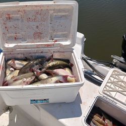 Three fish caught in Willis