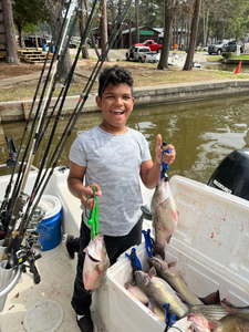 Two sea bass caught while fishing in Willis
