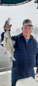A wiper (hybrid striped bass) fish caught in TX