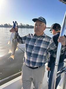 A wiper (hybrid striped bass) fish caught in Willis