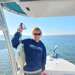 Wiper (Hybrid striped bass) caught by angler in Willis