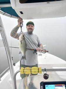 Wiper (hybrid striped bass) caught in Willis