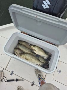 Two hybrid striped bass (wipers) caught fishing in TX
