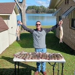 Two impressive wiper (hybrid striped bass) fish caught in Willis