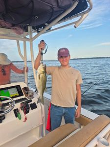 Wiper (Hybrid striped bass) caught in Willis