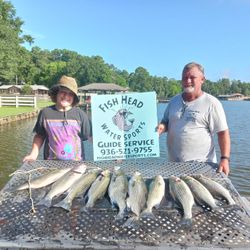 4 striped bass and wiper fish caught by 2 people in Willis