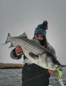 Striped bass fishing Connecticut