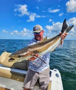 Angler catches a cobia in Milford