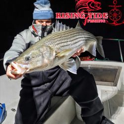 Angler catches huge white bass in Milford