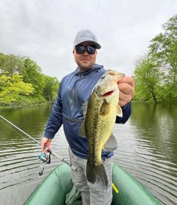Angler catching a largemouth bass in Milford
