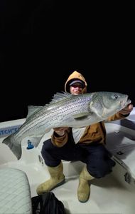 Striped bass catch on fishing boat in Milford CT