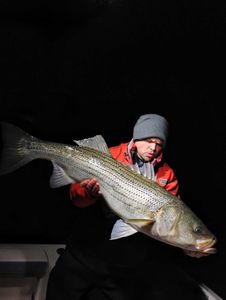 Large striped bass caught fishing in Milford CT waters at night
