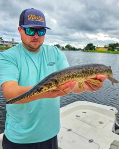 Angler with a Spotted Gar in Milford