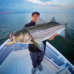 Striped Bass caught while fishing in CT