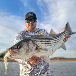 Striped bass caught while fishing in CT