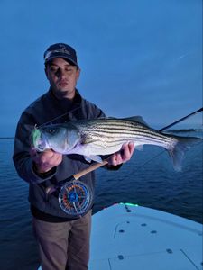 Striped bass fish caught in Milford